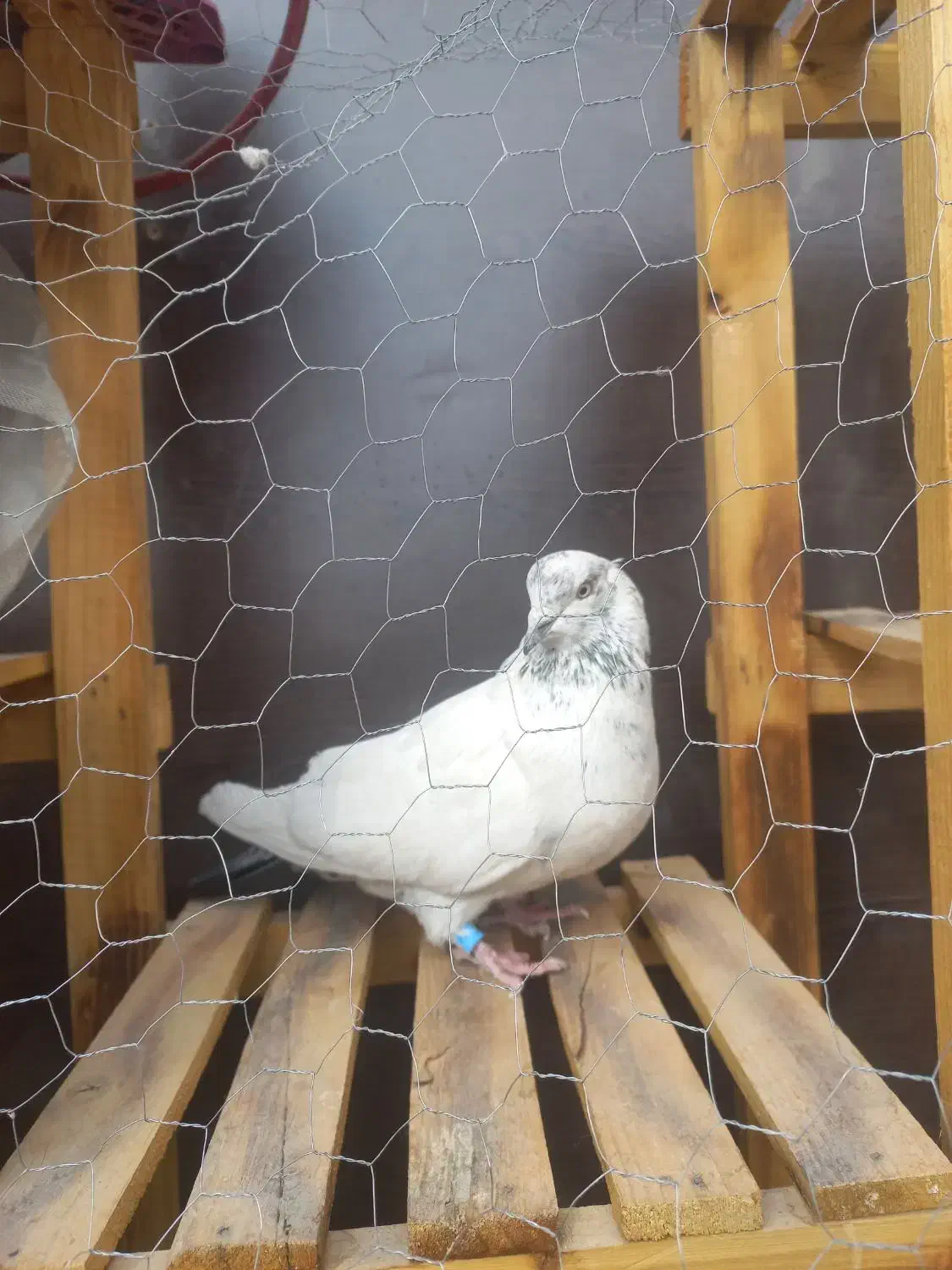 پر‌نده|پرنده|شهرکرد, |دیوار