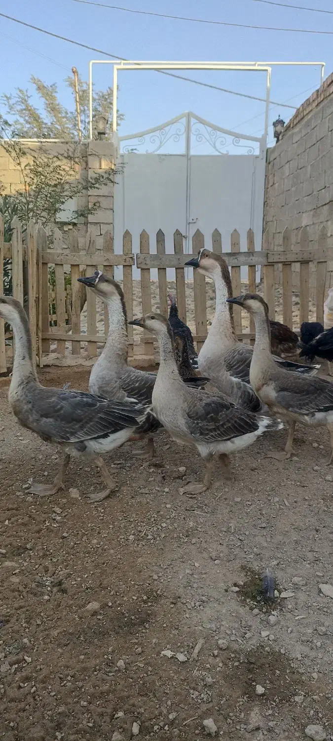 جوجه قوغاز اصیل اوکراینی|حیوانات مزرعه|قزوین, |دیوار