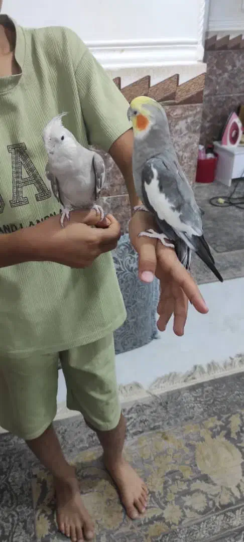 فنچ مرغ عشق و عروس هلندی|پرنده|قشم, |دیوار