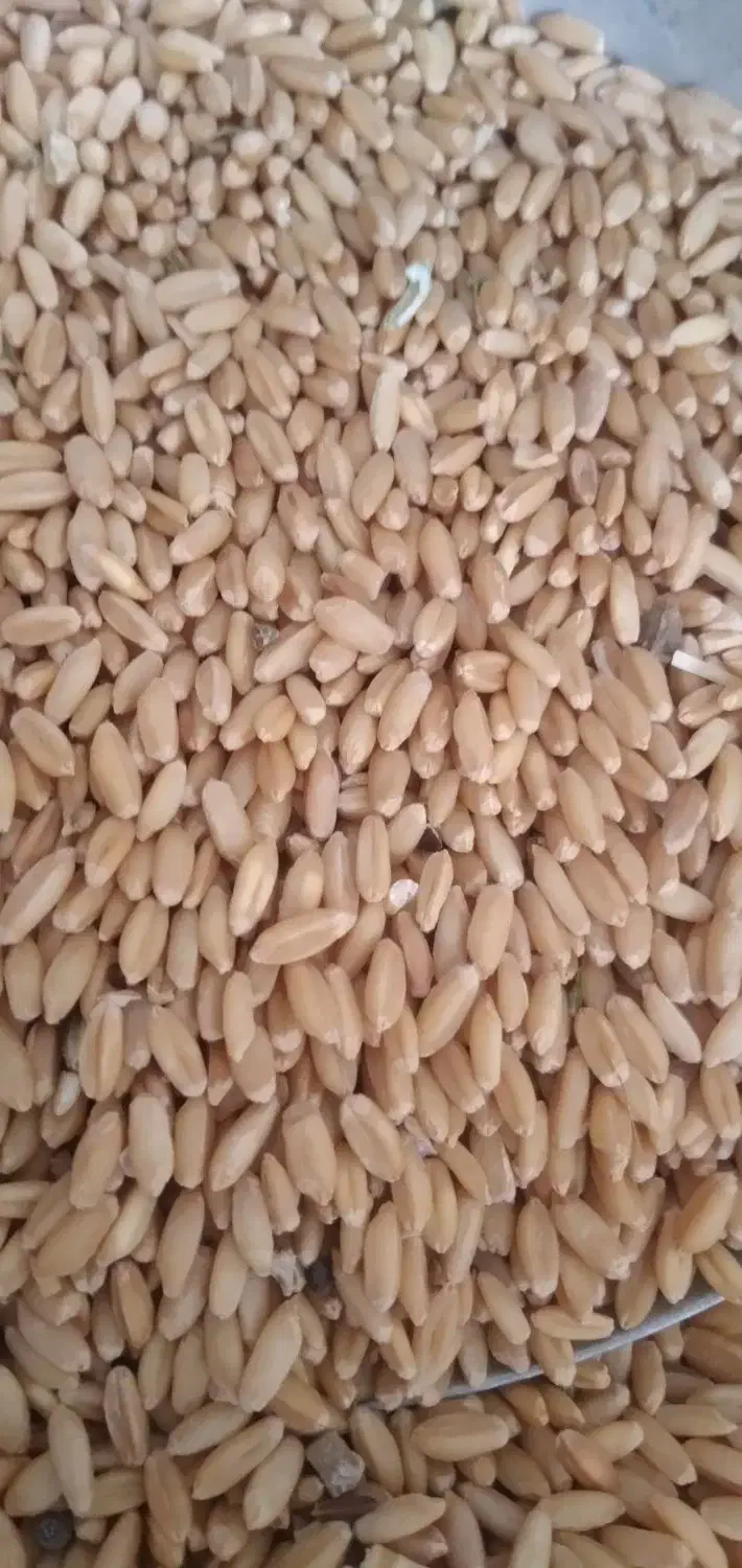 گندم|لوازم جانبی حیوانات|قم, شهرک فاطمیه|دیوار