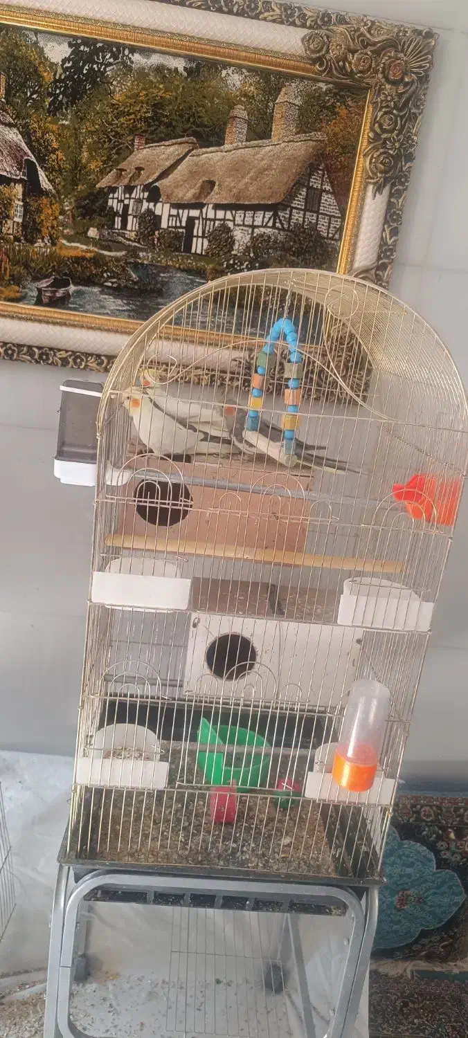 عروس هلندی|پرنده|قائن, |دیوار