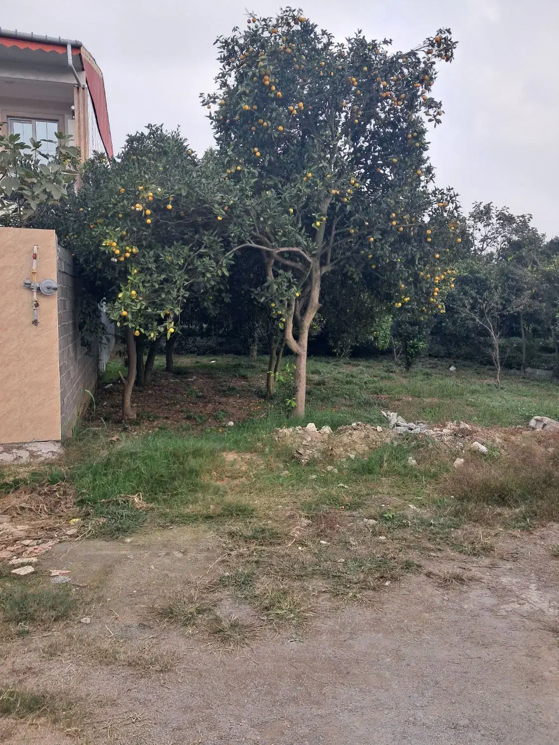 فروش زمین|فروش زمین و ملک کلنگی|کومله, |دیوار