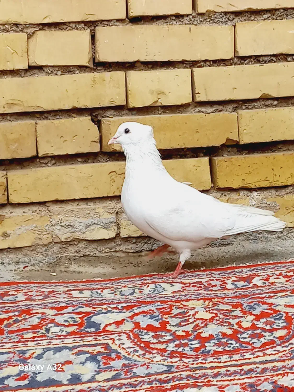 شهر شاوور|پرنده|دزفول, |دیوار