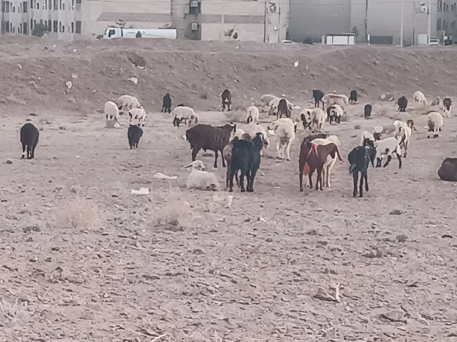 سه بزغاله نر گم شده|حیوانات|بیرجند, |دیوار