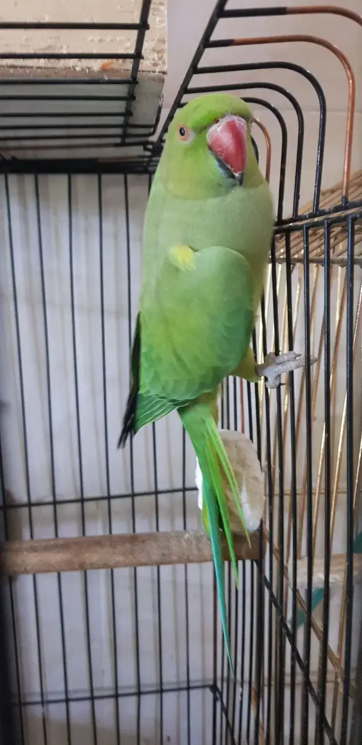 طوطی ملنگو بالغ مست مست|پرنده|فردیس, داوری|دیوار