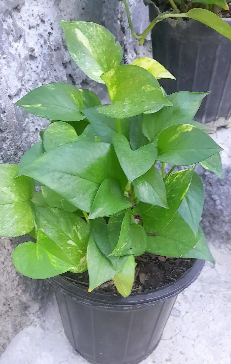 گلدون.|عمده‌فروشی|آباده, |دیوار