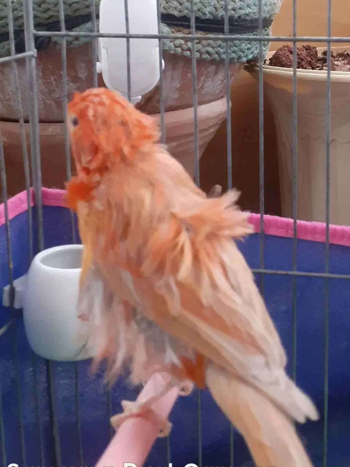 قناری و سقا|پرنده|کرمان, |دیوار