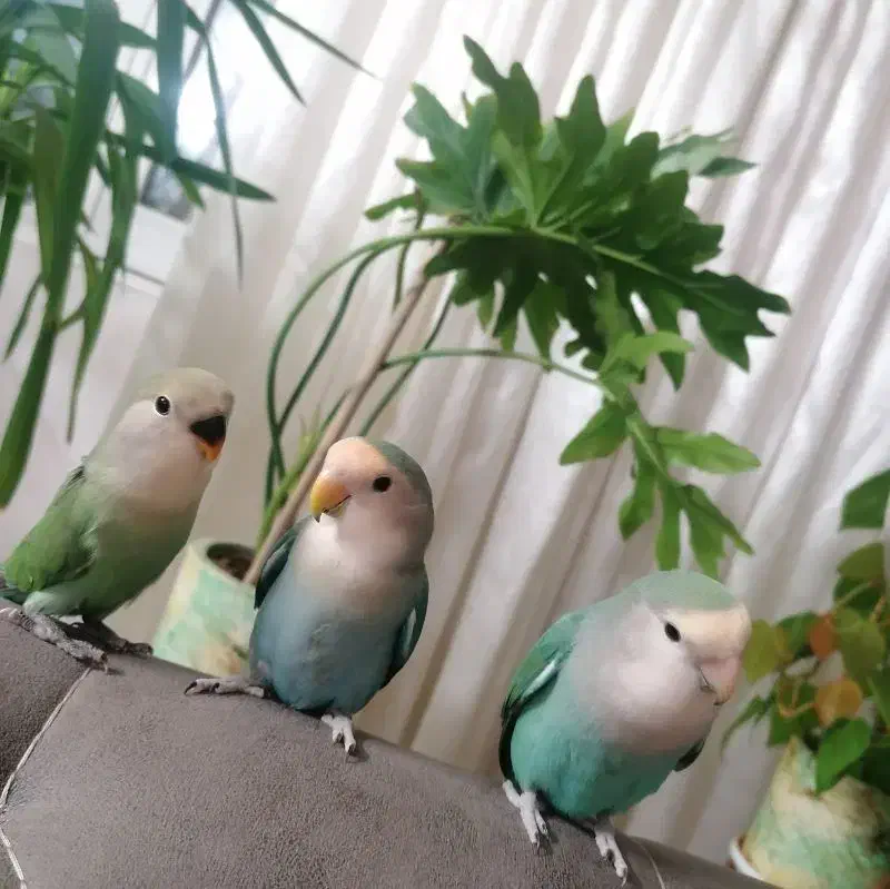 کوتوله  برزیلی دستی و دون خورو یک جفت هم روی تخم|پرنده|بجنورد, |دیوار