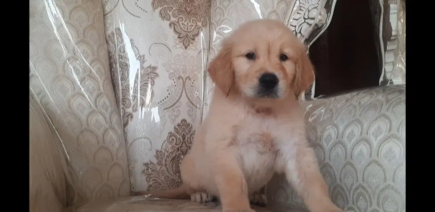 گلدن رتریور|سگ|تهران, پردیسان|دیوار