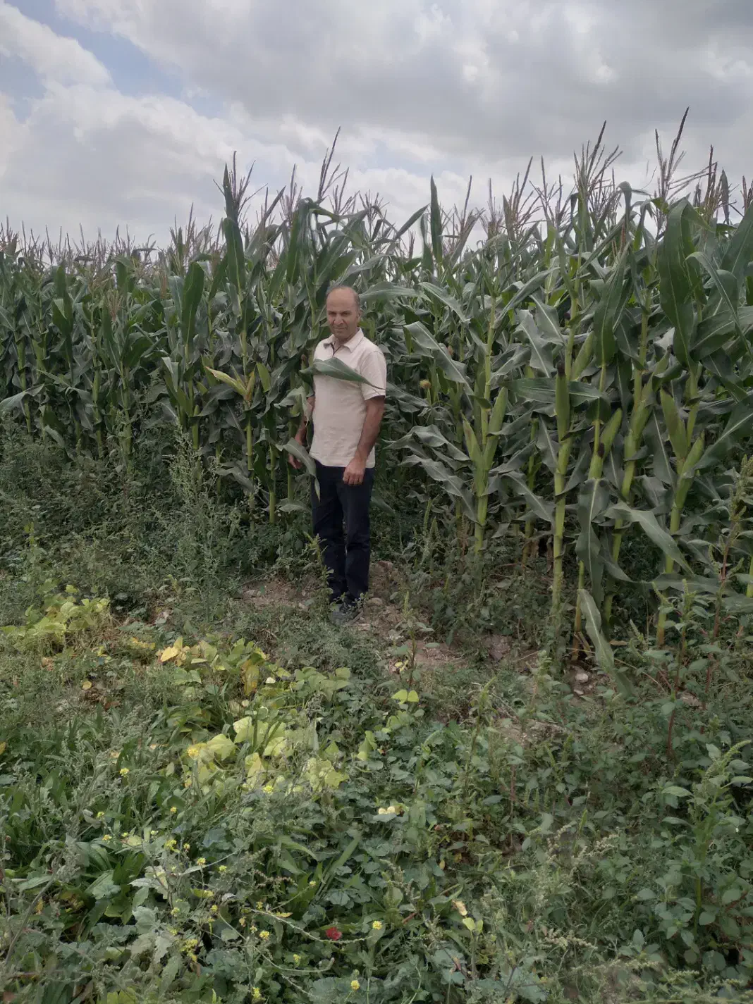 فروش گلخانه|فروش زمین و ملک کلنگی|اردبیل, |دیوار