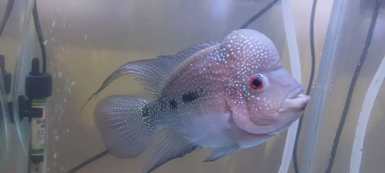 فلاور بالغ مولد|ماهی|ارومیه, |دیوار