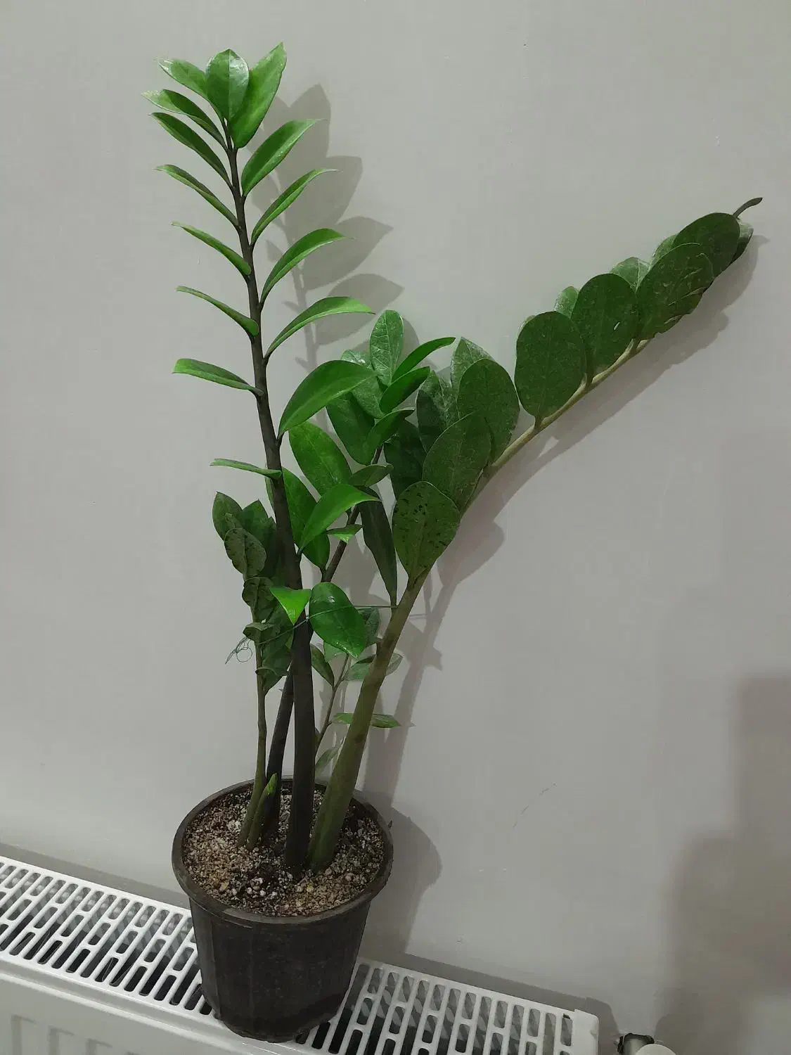 گلهای اپارتمانی زاموفیلیا وسانسوریا پتوس پهن برگ|گل و گیاه طبیعی|گرگان, |دیوار