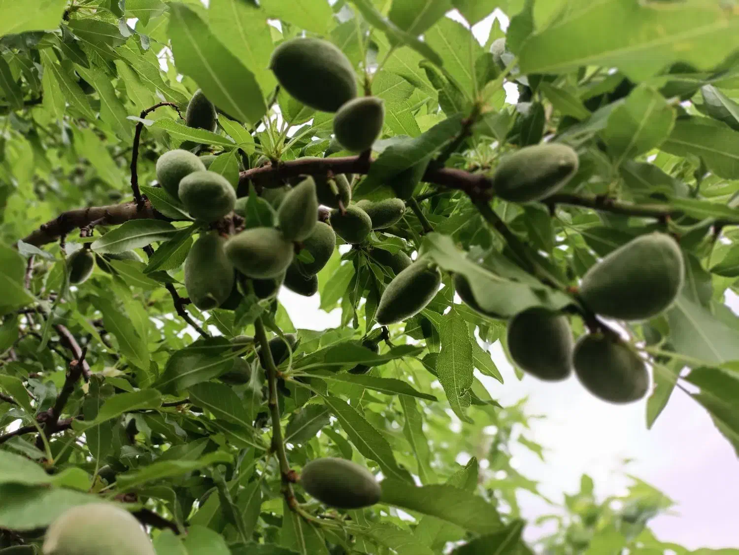 باغ شفیع اباد|فروش زمین و ملک کلنگی|قزوین, |دیوار