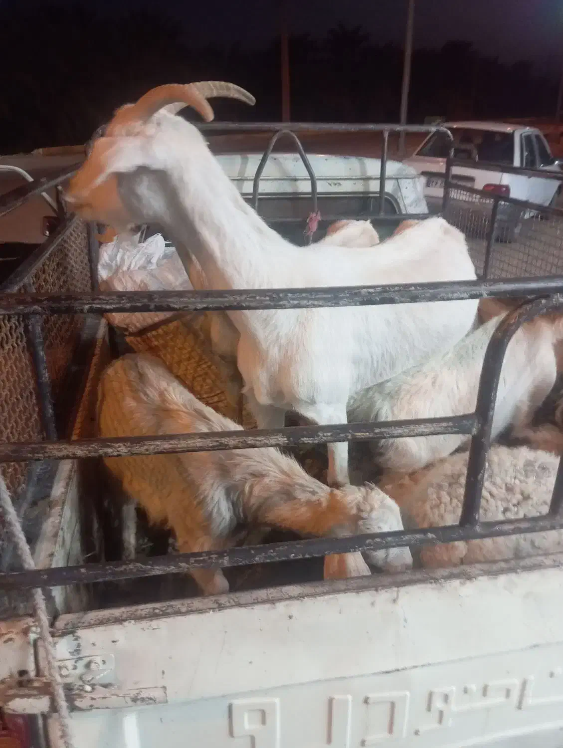 گوسفند|حیوانات مزرعه|بم, |دیوار