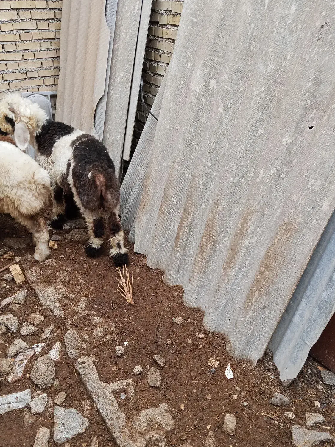 بره شهر چمران|حیوانات مزرعه|بندر ماهشهر, |دیوار