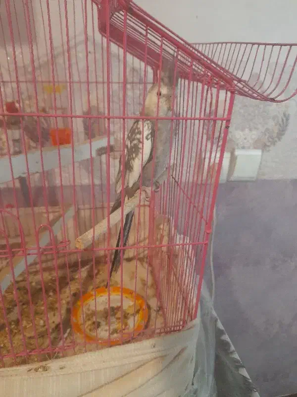 عروس هلندی یک ساله دستی و وحشی .|پرنده|باغ بهادران, |دیوار