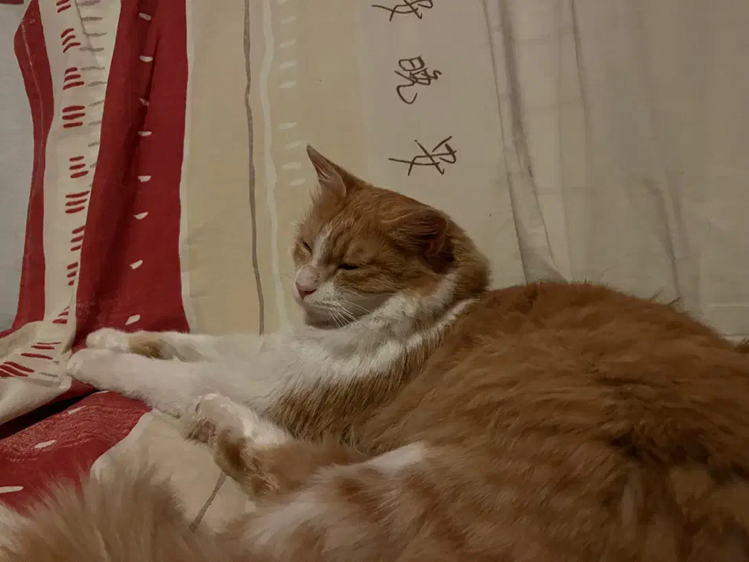 واگذاری گربه DHL|گربه|مشهد, شهرآرا|دیوار