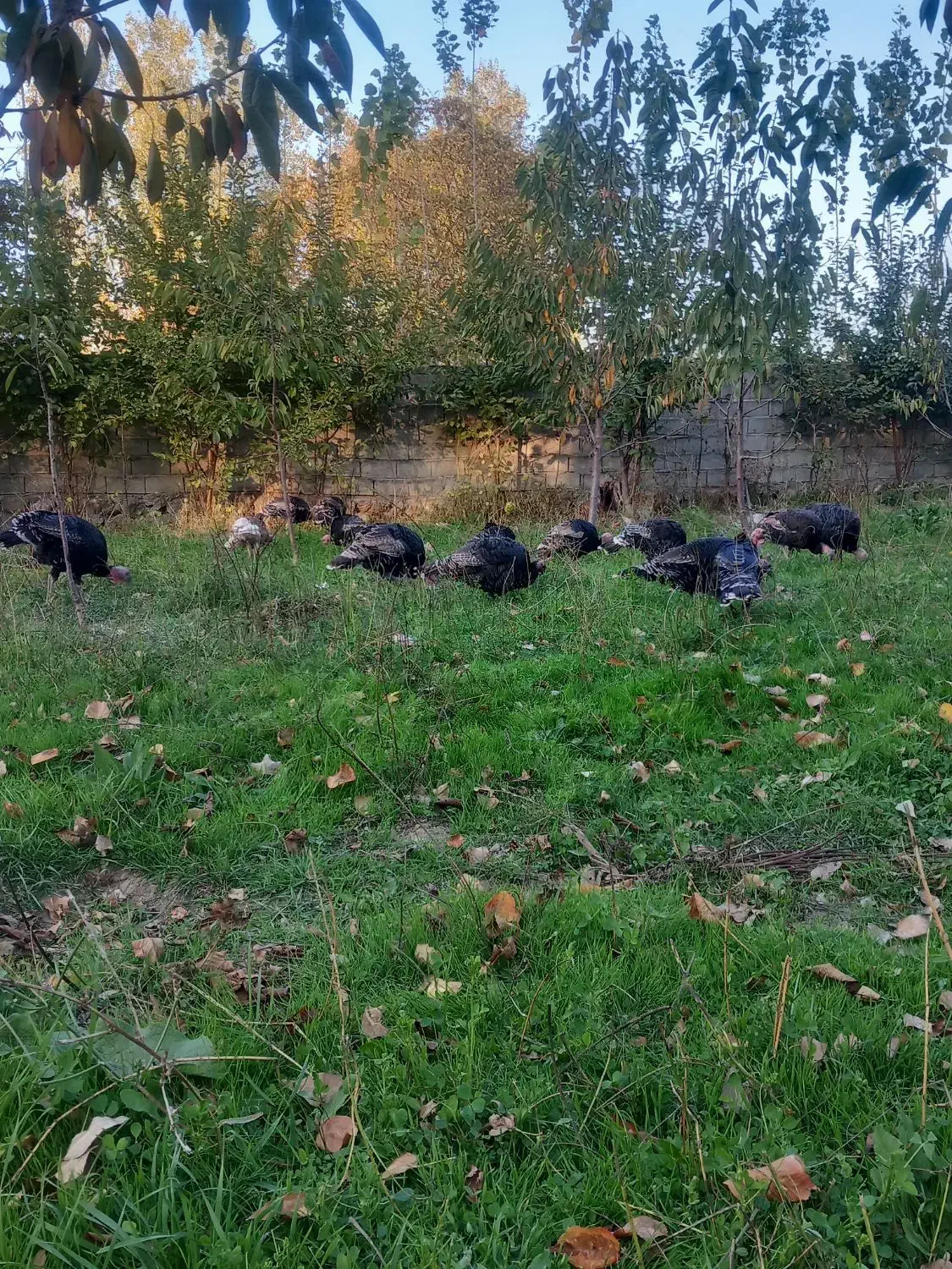 فروش بوقلمون محلی|حیوانات مزرعه|مشگین شهر, |دیوار