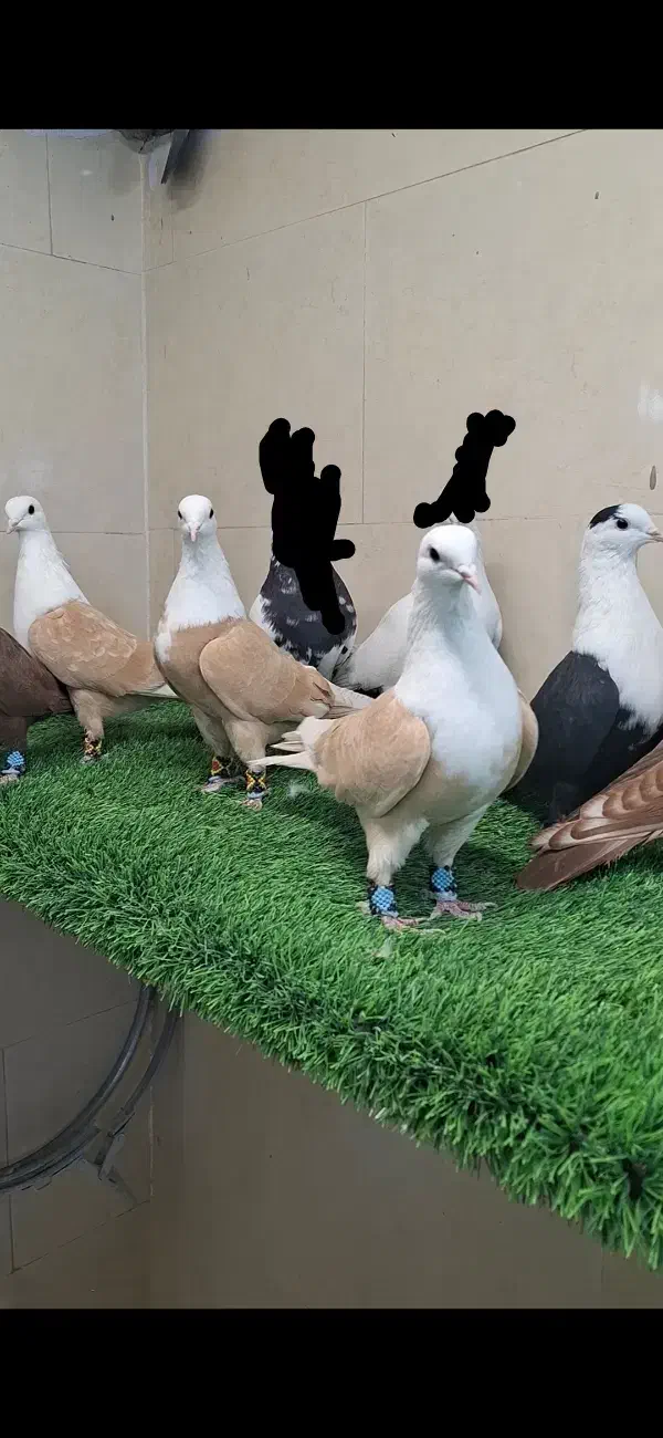 کبوتر کفتر کلاغ کربلایی|پرنده|مشهد, امیرآباد|دیوار