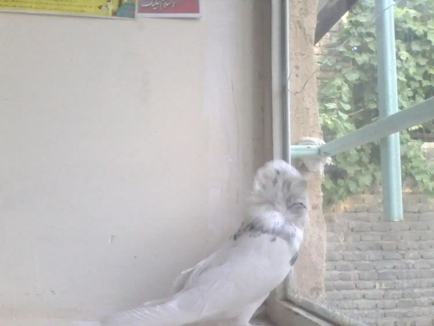 پرنده خوجگل و عروسک|پرنده|بروجرد, |دیوار