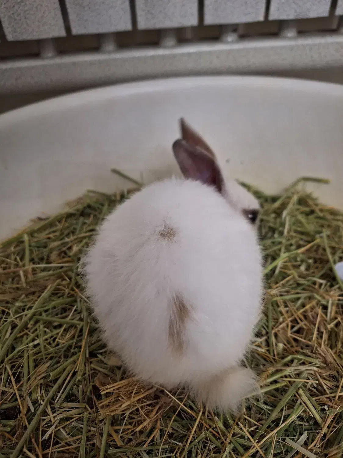 خرگوش نژاد نیوزیلندی|موش و خرگوش|پردیس, فاز ۱۱|دیوار