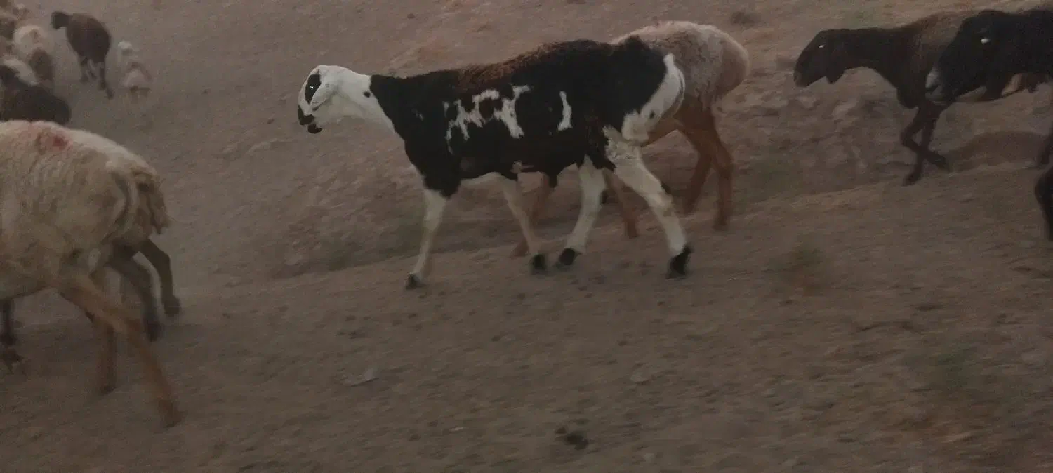 بره قوچی|حیوانات مزرعه|تربت جام, جامرود|دیوار