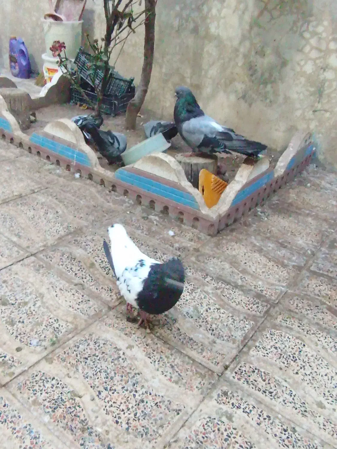 چند جفت کفتر|پرنده|میانه, |دیوار