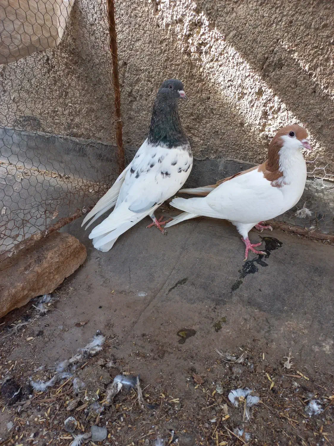 کفتر|پرنده|نیشابور, فردوس شمالی|دیوار