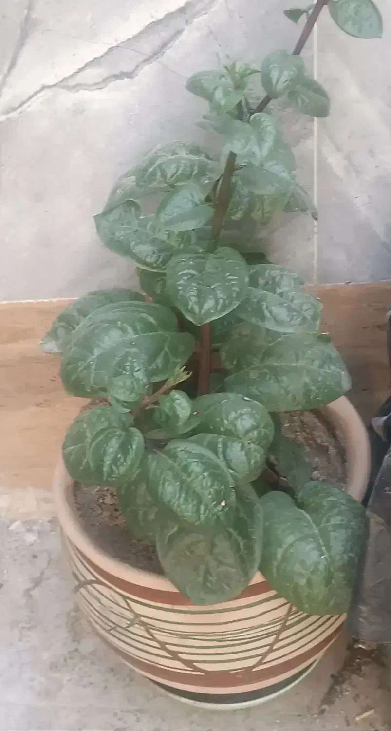 گل و گیاه|گل و گیاه طبیعی|اردکان, |دیوار