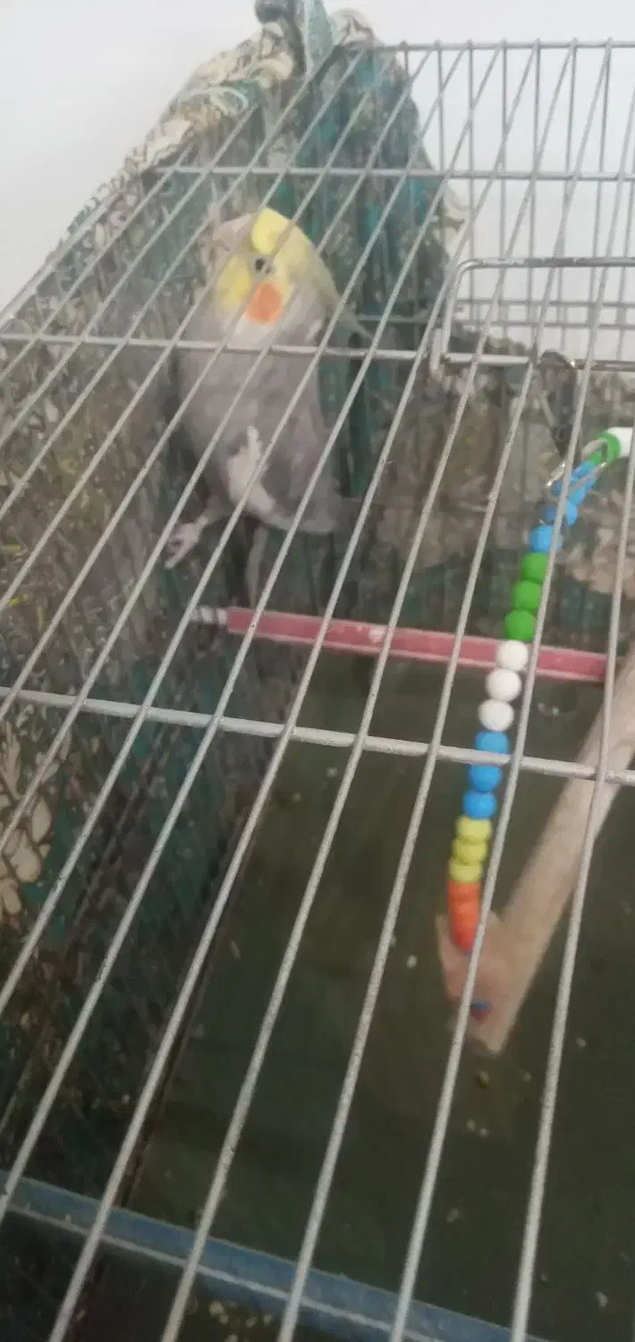 عروس هلندی|پرنده|قم, شهرک امام حسن|دیوار