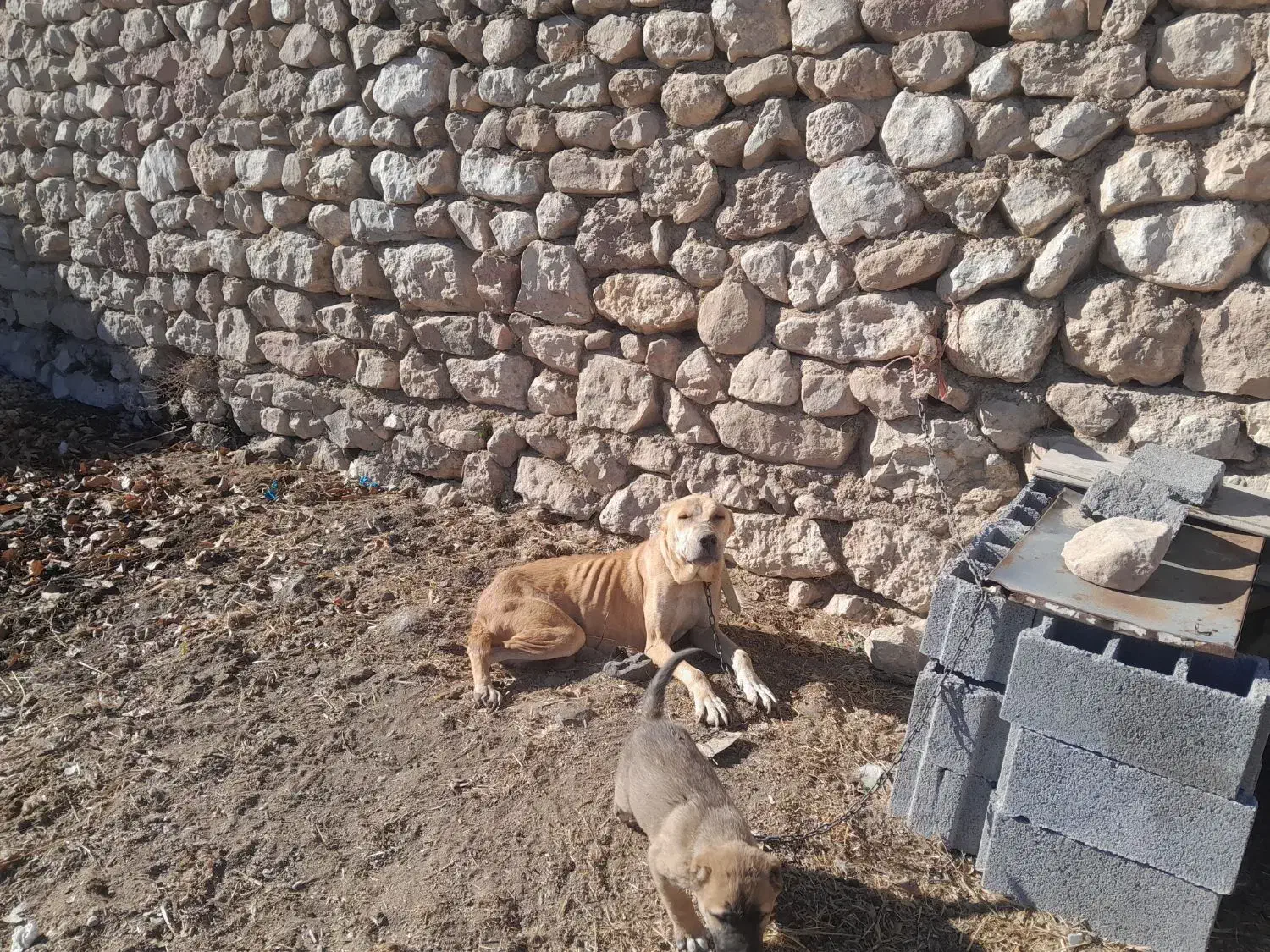 سگ ماده افغان گله ای|سگ|بجنورد, |دیوار