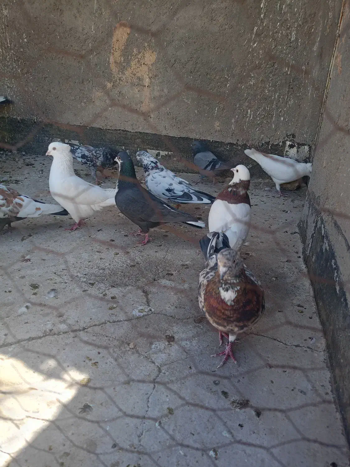 23تا کفتر|پرنده|بم, |دیوار