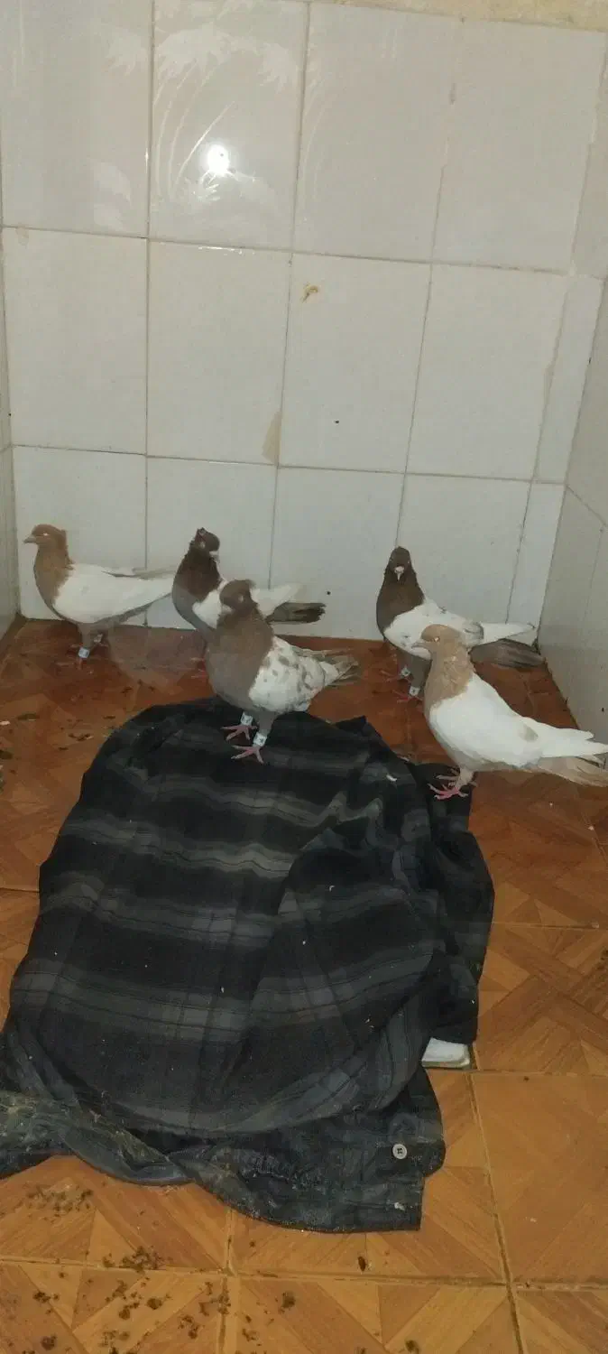 کبوتر کفتر|پرنده|نیشابور, کوی یغما|دیوار