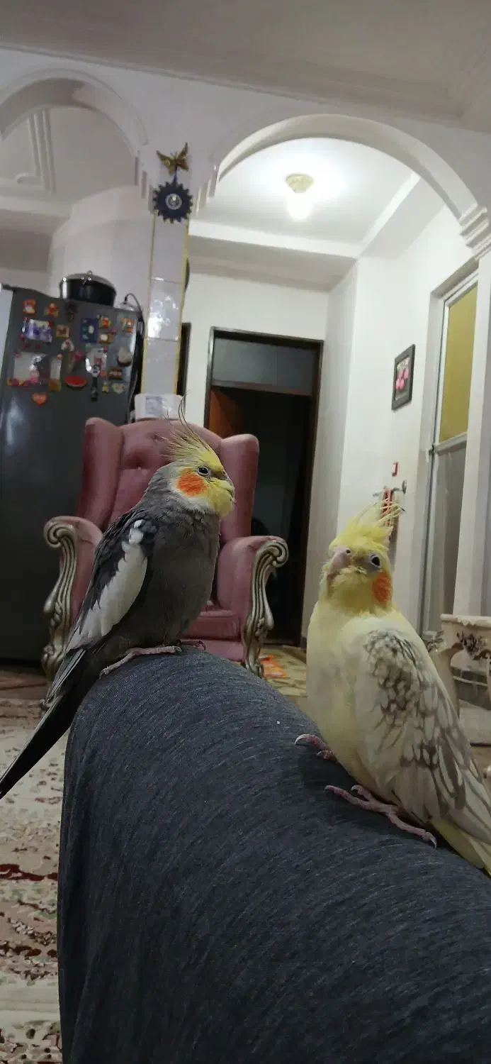 فروش عروس هلندی|پرنده|تالش, هشتپر|دیوار