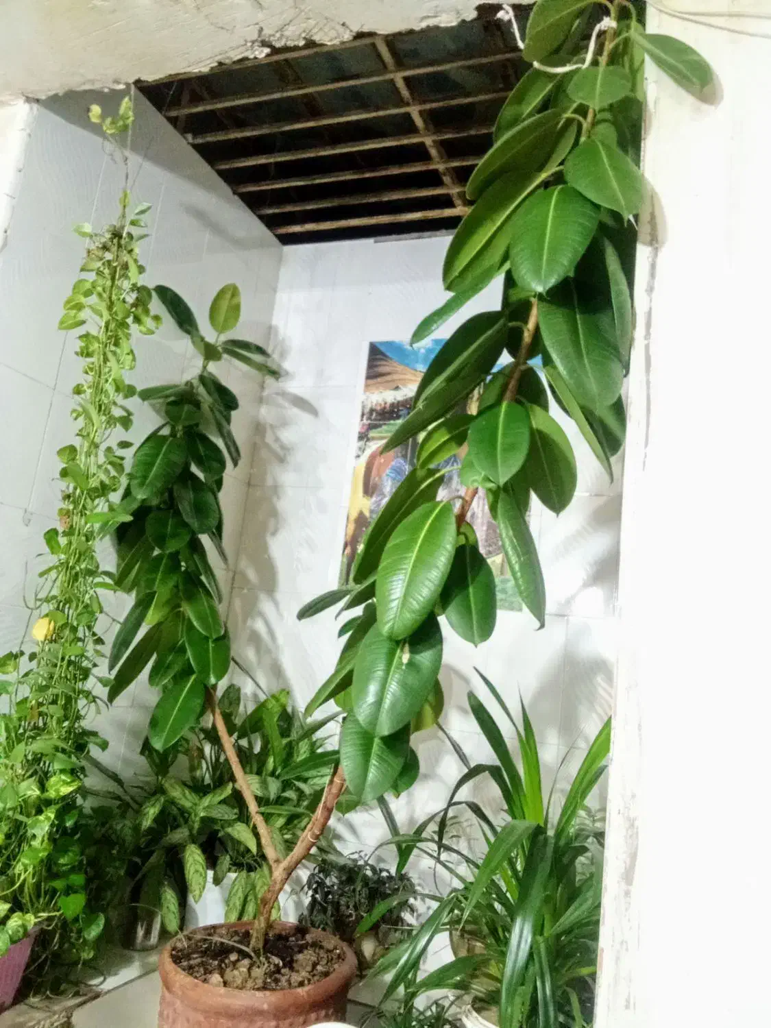 گل فیکوس|گل و گیاه طبیعی|بیضا, |دیوار