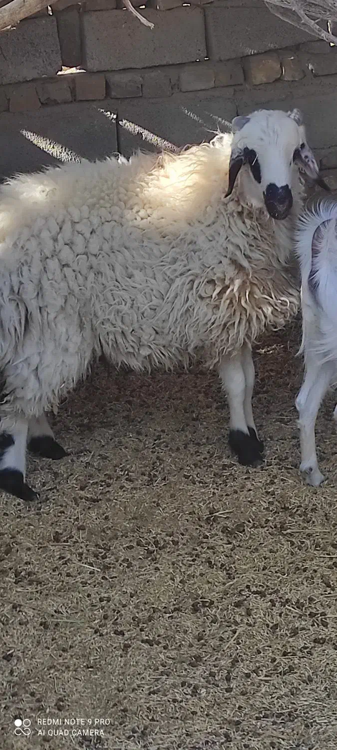 بره نر|حیوانات مزرعه|کشکوئیه, |دیوار