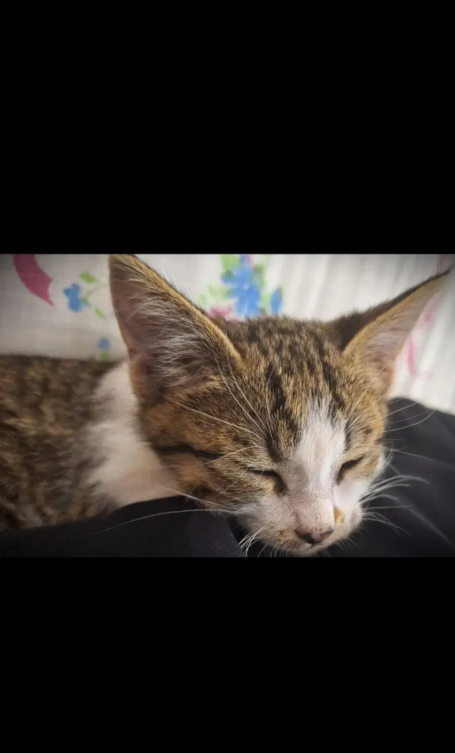 گربه پشمالو و خوشگل|گربه|زنجان, |دیوار