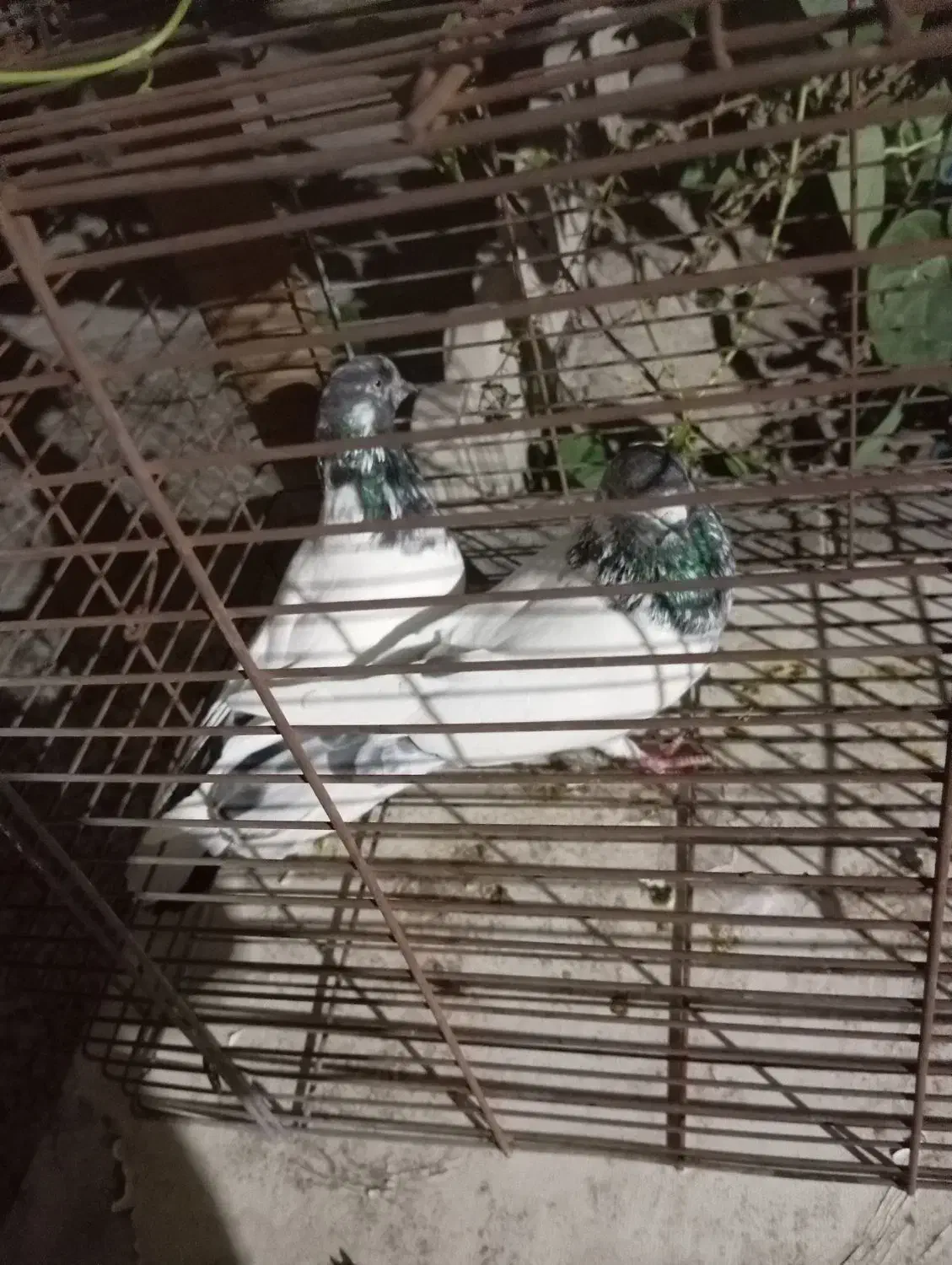 کفتر|پرنده|سیرجان, |دیوار