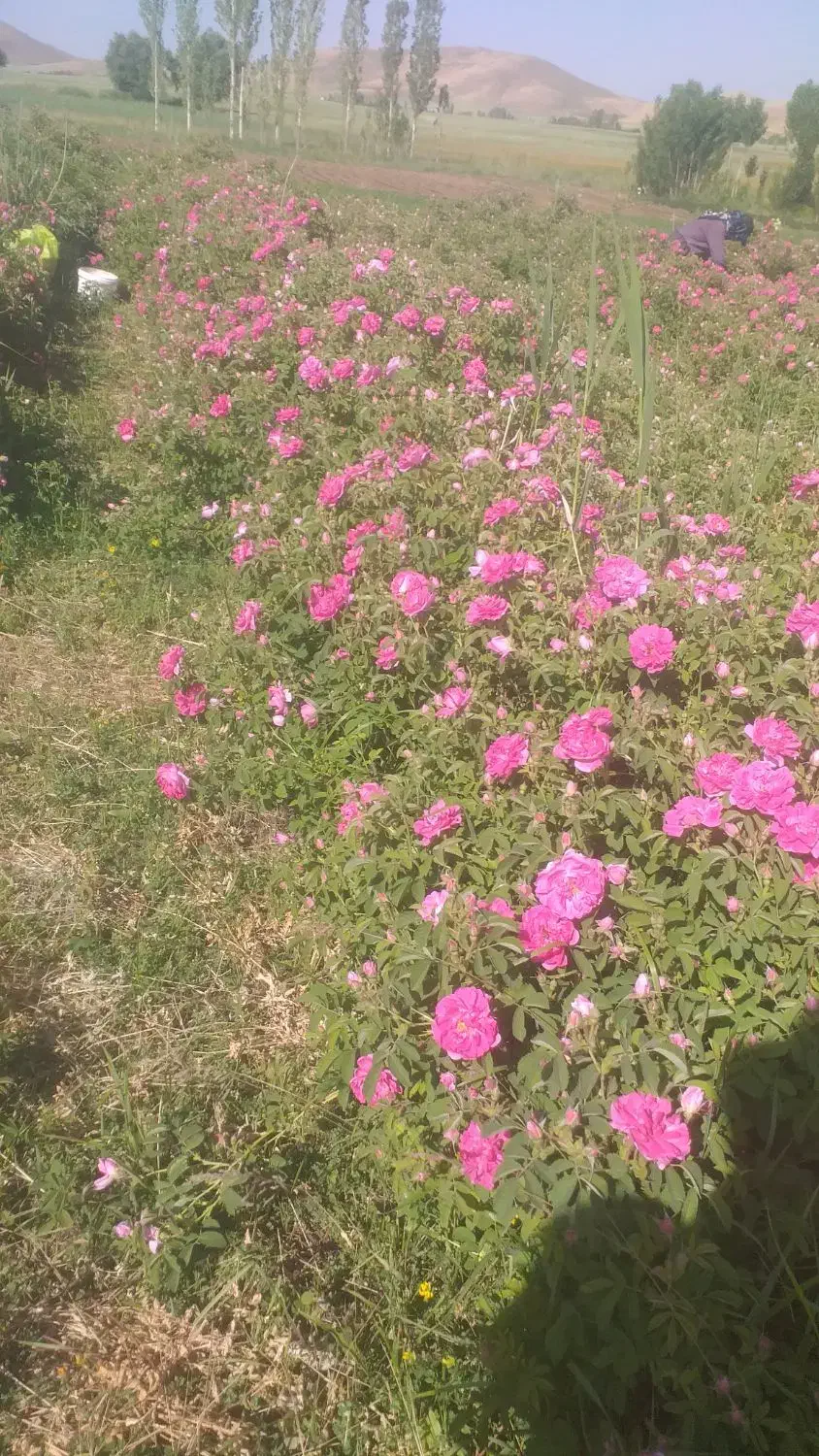 نهال گل محمدی( گلباخی)|خدمات باغبانی و درختکاری|سنندج, |دیوار
