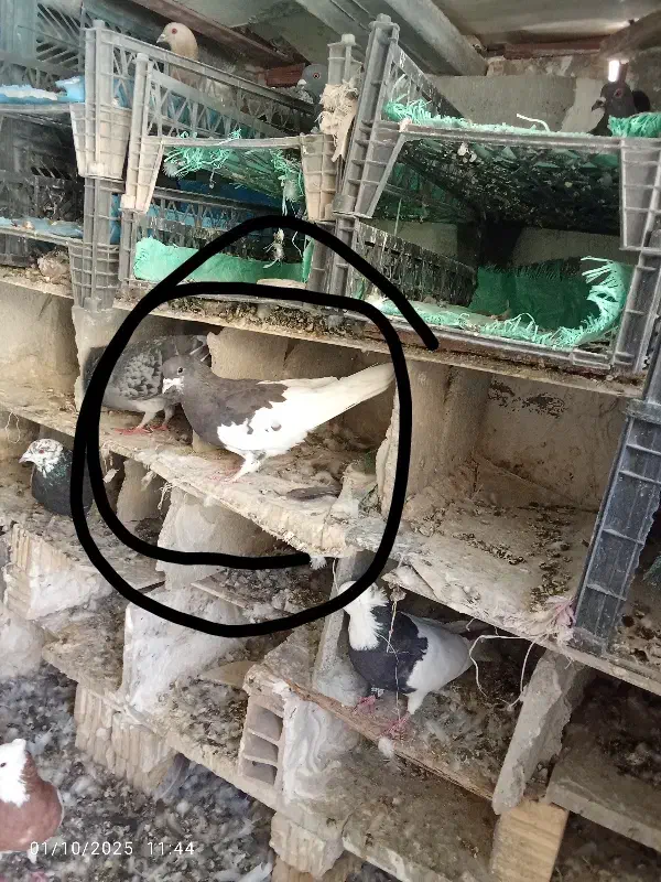 کبوتر یال|پرنده|دوگنبدان, |دیوار