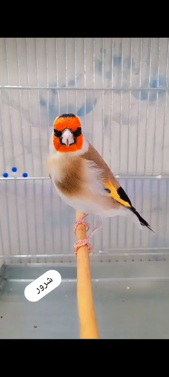 سهره|پرنده|اسلام‌‌آباد غرب, |دیوار