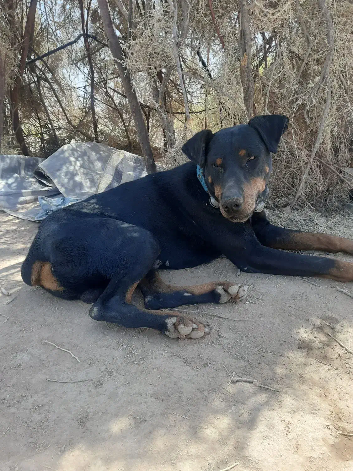 سگ دوبرمن|سگ|نیشابور, فردوس شمالی|دیوار