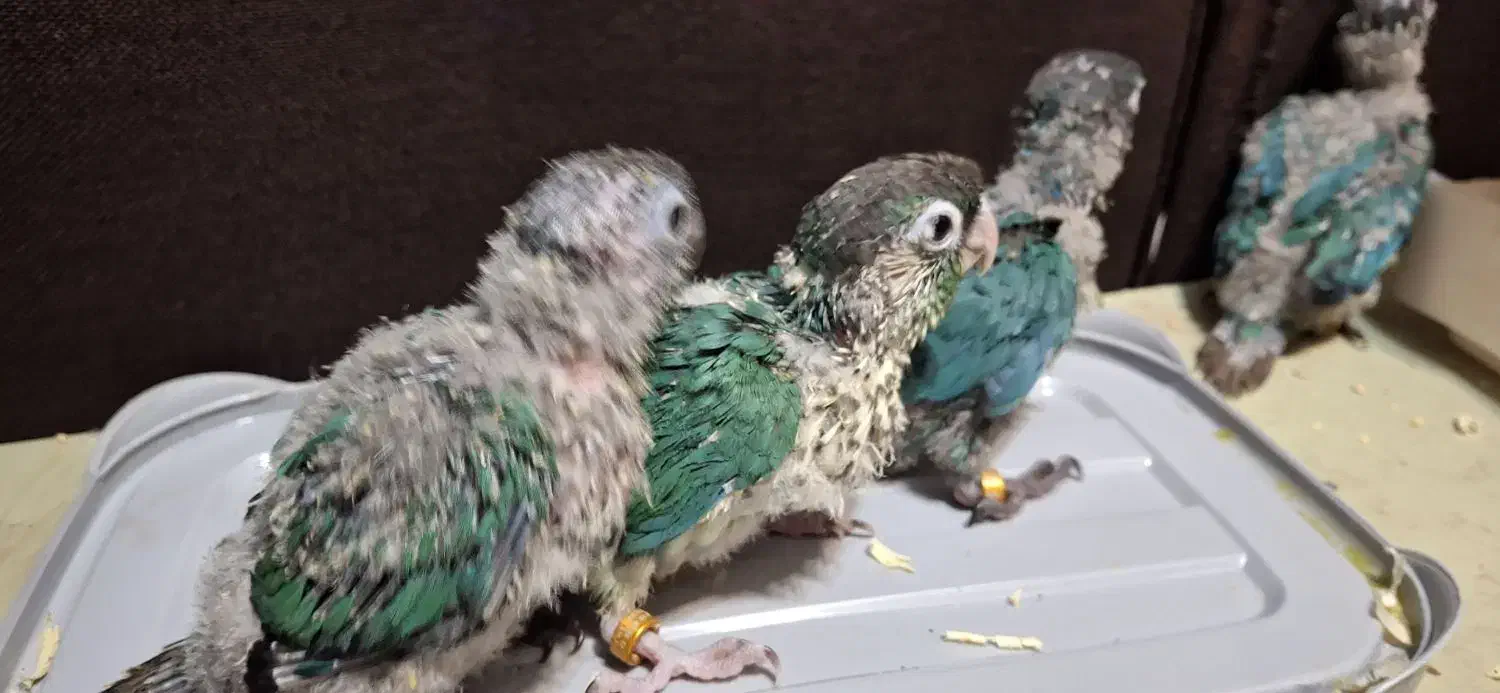 گرینچیک گرین چیک|پرنده|تهران, زهتابی|دیوار