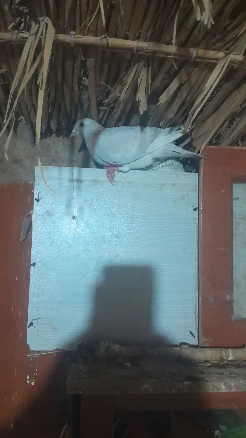 با سلام چند عدد کفتر|پرنده|گنبد کاووس, |دیوار