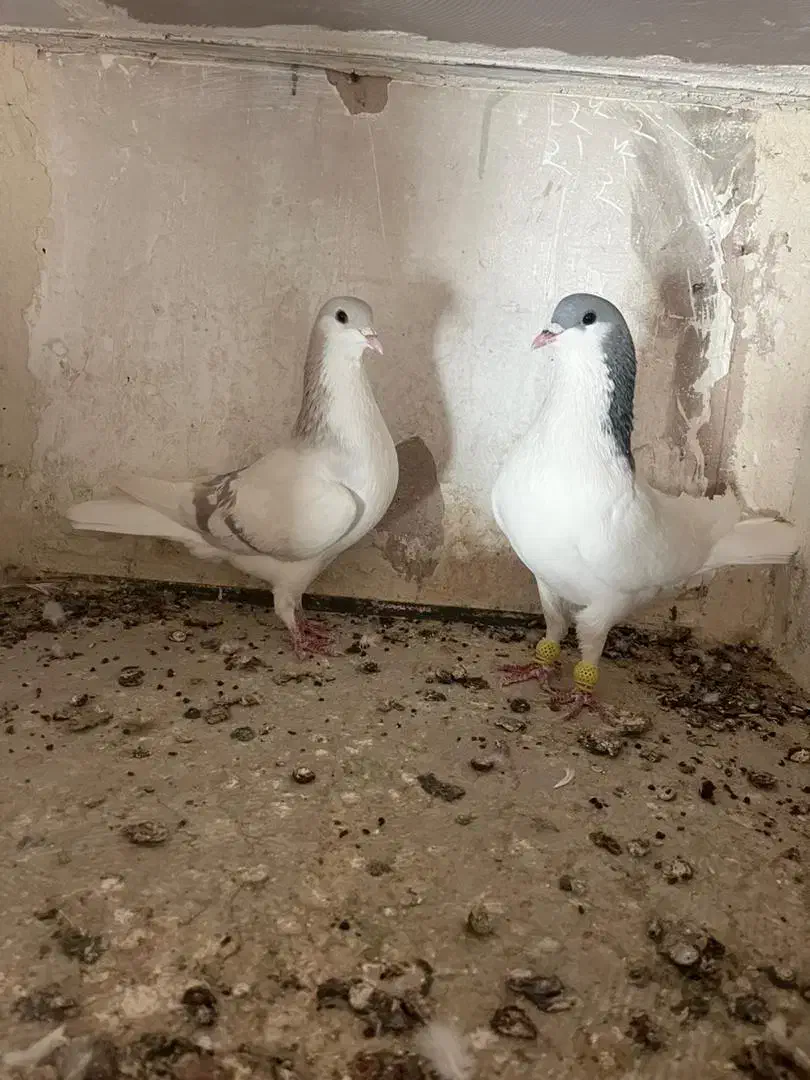 کبوتررنگی|پرنده|اقبالیه, |دیوار