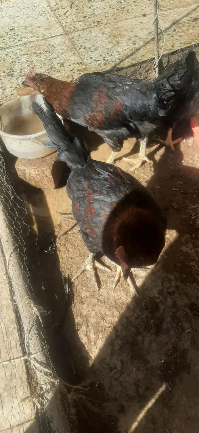 جوجه خروس|حیوانات مزرعه|ارسنجان, |دیوار