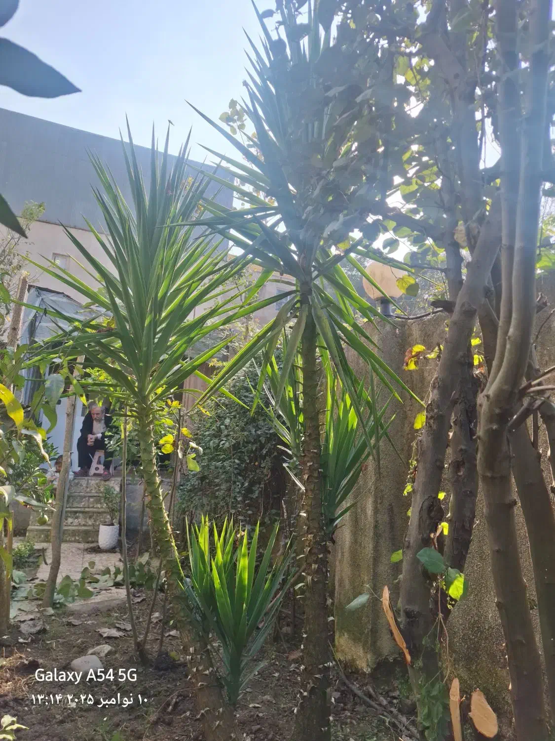 فروش گل جهت اکسیژن برای محوطه و|گل و گیاه طبیعی|لوشان, |دیوار