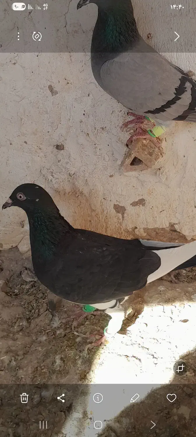 کبوتر|پرنده|شیروان (خراسان), |دیوار