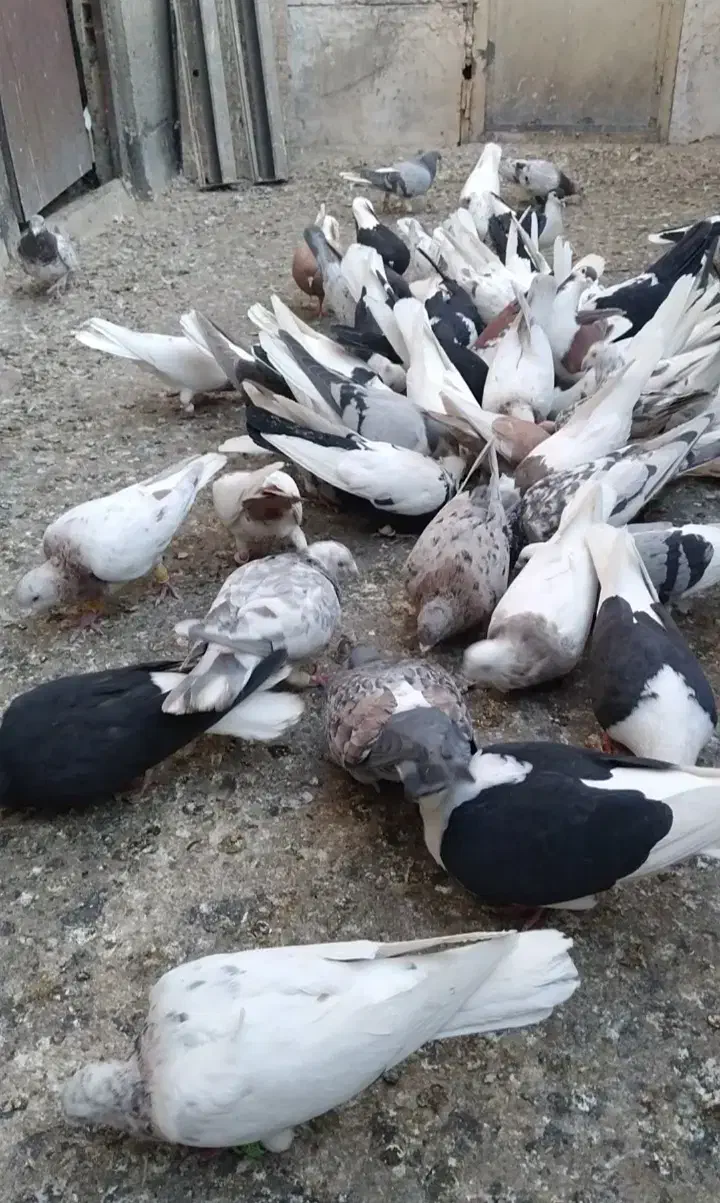 کفتر رنگی ۷۰ تا یکجا|پرنده|کرج, عظیمیه|دیوار