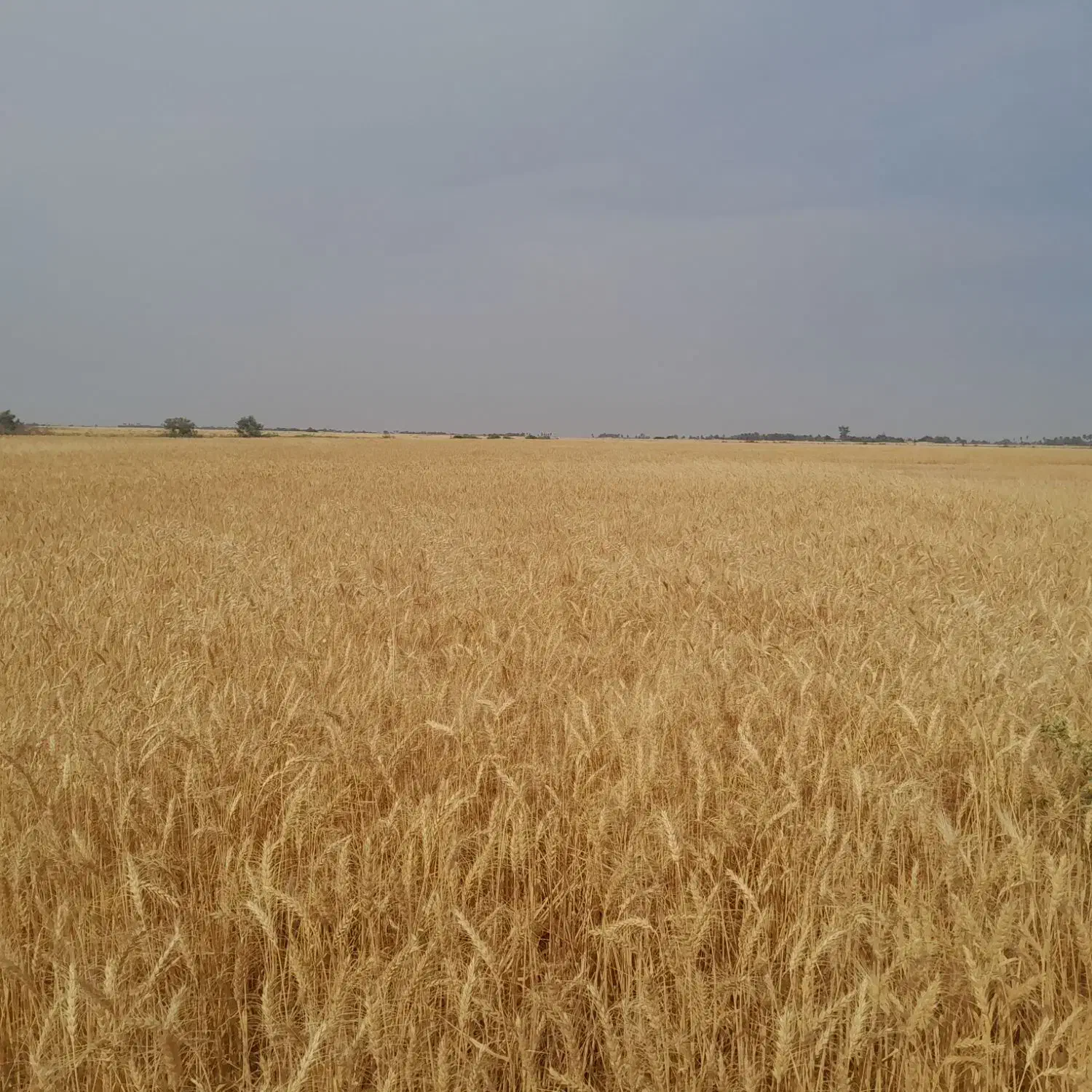 زمین کشاورزی ۱۲ هتکار اجاره میدم|اجارهٔ دفتر صنعتی، کشاورزی، تجاری|شادگان, |دیوار